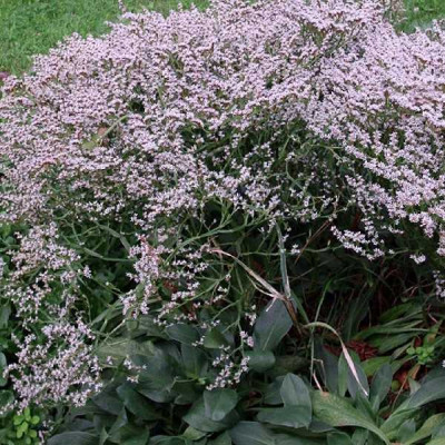 LIMONIUM  Tataricum goniolimon