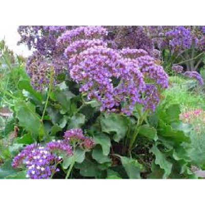 LIMONIUM  perezii