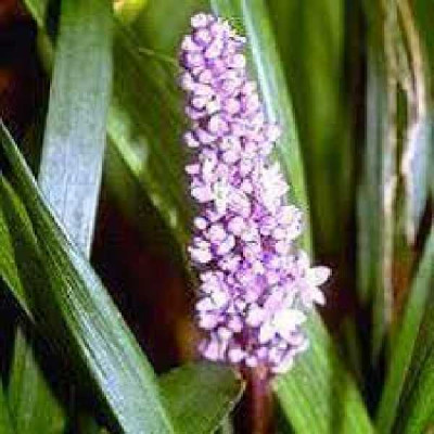 LIRIOPE  Graminifolia