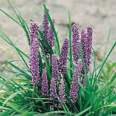 LIRIOPE muscari