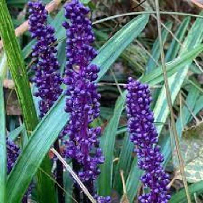 LIRIOPE  Purpureum