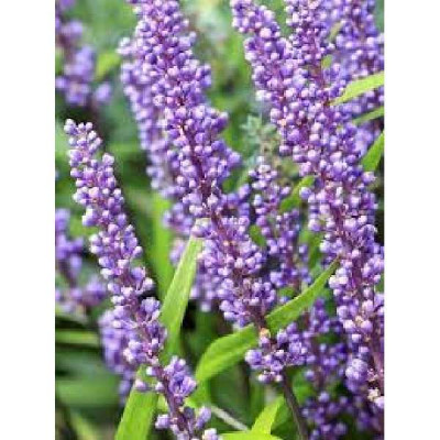 LIRIOPE muscari Lilac wonder