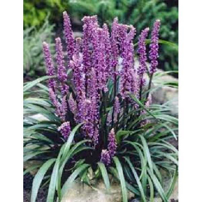LIRIOPE muscari Royal purple