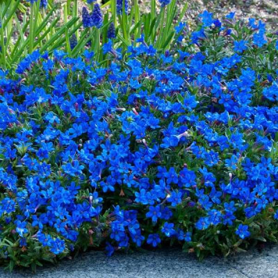 LITHODORA diffusa Heavenly blue