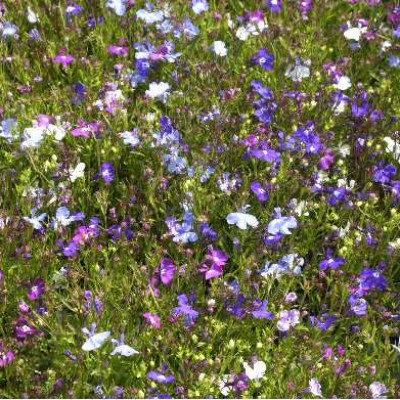 LOBELIA pendula