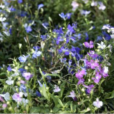 LOBELIA  Triomio