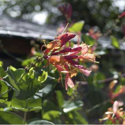 LONICERA brownii Dropmore scarlet
