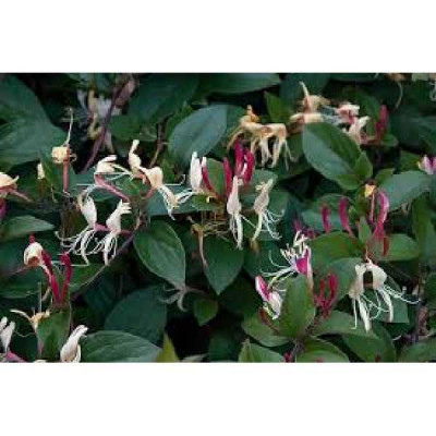LONICERA japonica Chinensis