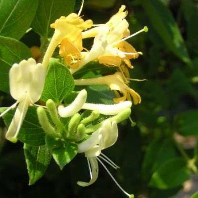 LONICERA japonica Halliana