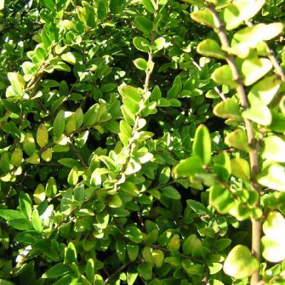 LONICERA nitida Maigrum