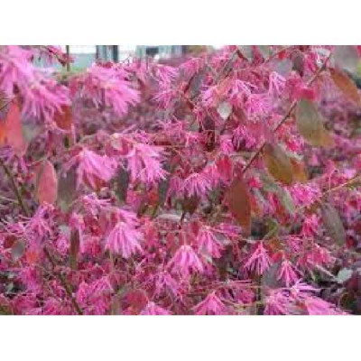 LOROPETALUM chinense Fire dance