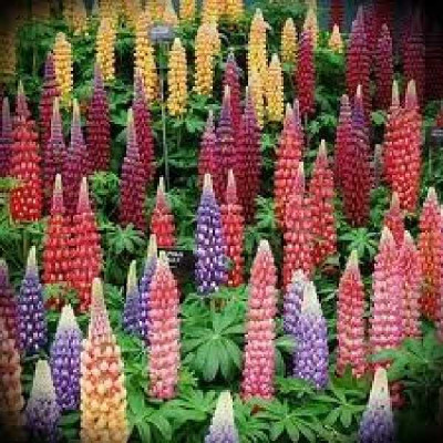 LUPIN
