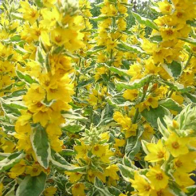 LYSIMACHIA punctata Alexander