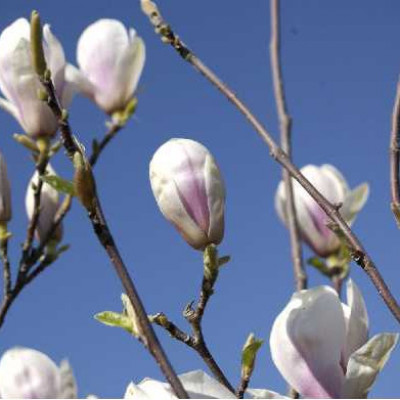 MAGNOLIA caduc soulangiana