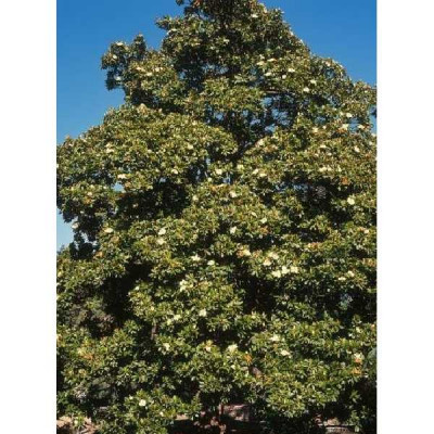 MAGNOLIA grandiflora Galissoniensis