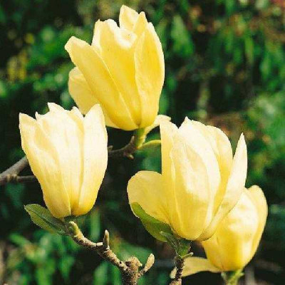 MAGNOLIA caduc Yellow river