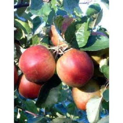 MALUS domestica Belle de boskoop