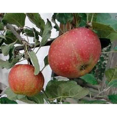 MALUS domestica Boskoop rouge