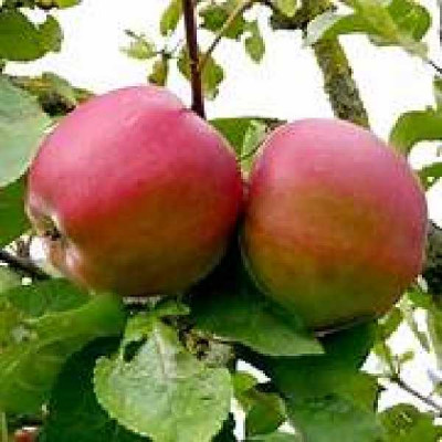 MALUS domestica Coeur de boeuf calville roi