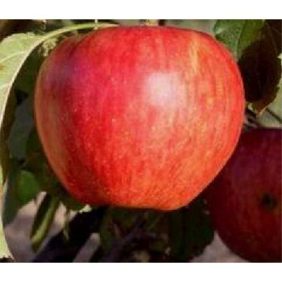 MALUS domestica Calville rouge d'hiver