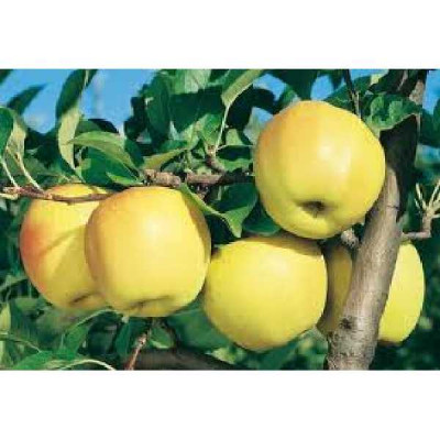 MALUS domestica Golden delicious
