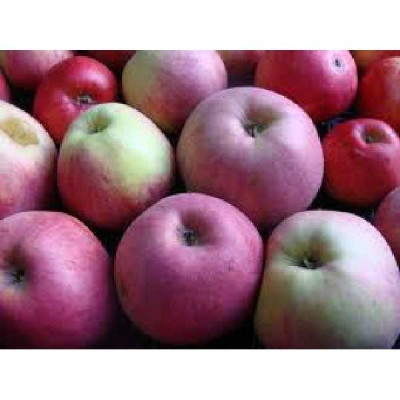 MALUS domestica Grand alexandre