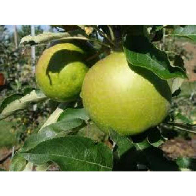 MALUS domestica Granny smith