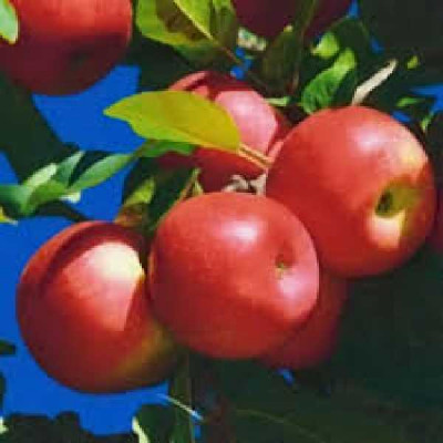 MALUS domestica Ariane