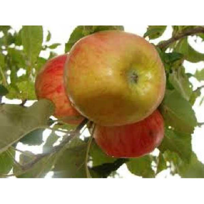MALUS domestica Elstar
