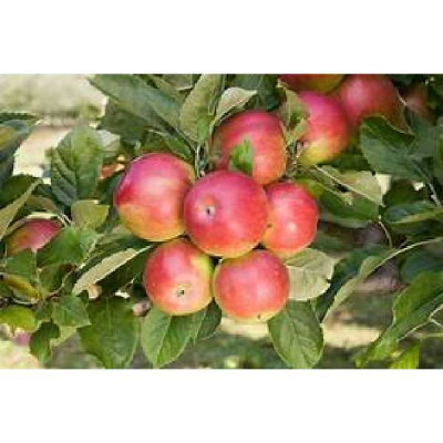 MALUS domestica Idared