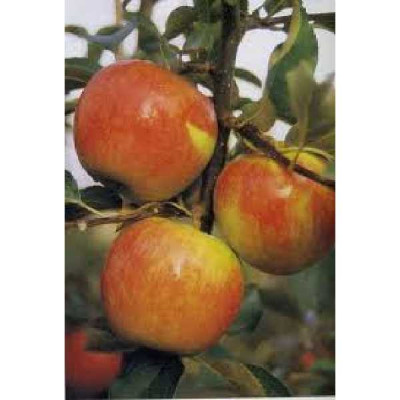 MALUS domestica Jonagold