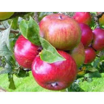 MALUS domestica Melrose
