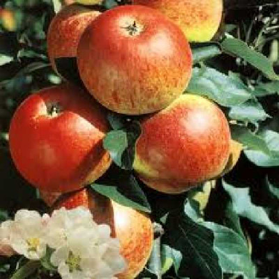 MALUS domestica Reine des reinettes