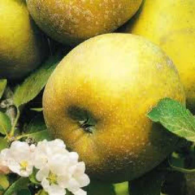 MALUS domestica Reinette clochard