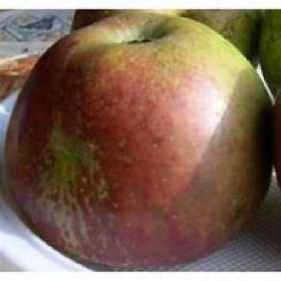 MALUS domestica Reinette d'armorique