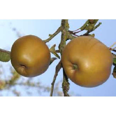 MALUS domestica Reinette grise du canada
