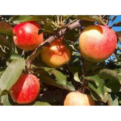 MALUS domestica Royal gala
