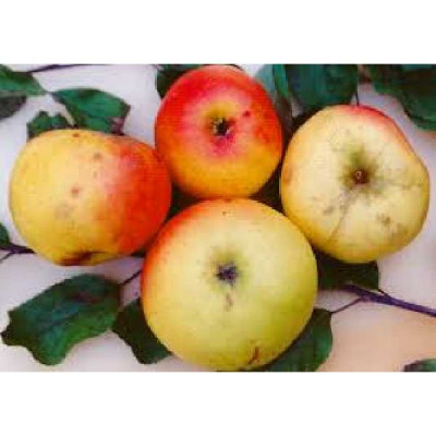 MALUS domestica Teint frais