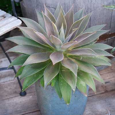 MANGAVE  Lavender lady