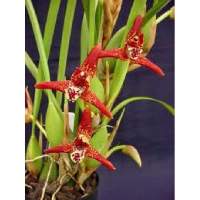 MAXILLARIA