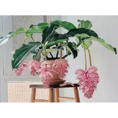 MEDINILLA magnifica