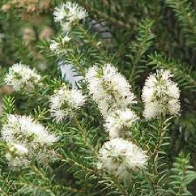 MELALEUCA acuminata