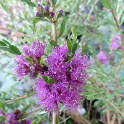 MELALEUCA thymifolia