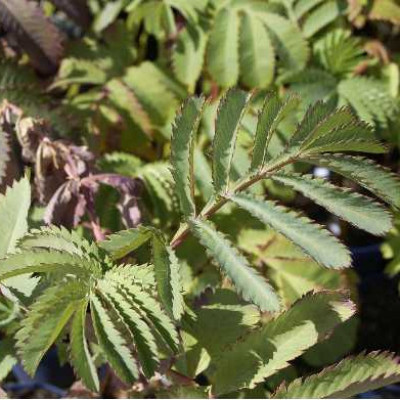 MELIANTHUS major