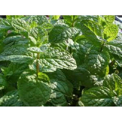 MENTHE  Marocaine