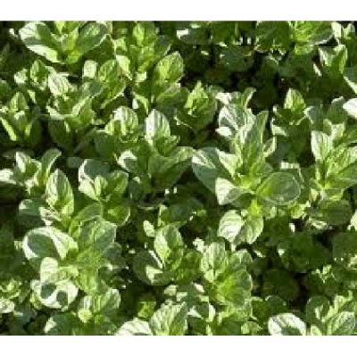 MENTHE  Poivre