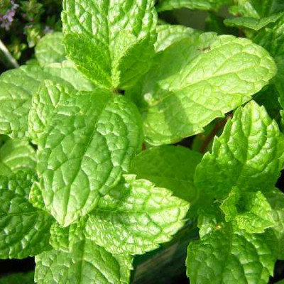 MENTHE  Verte