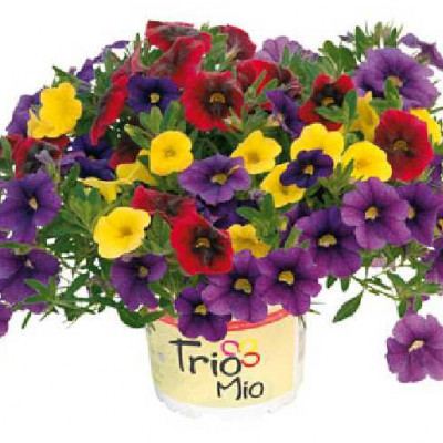 MILLION BELLS  Triomio