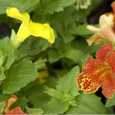 MIMULUS  Varie