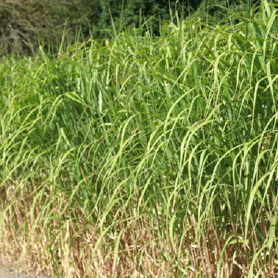 MISCANTHUS giganteus (floridulus)
